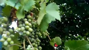 Виноград Декабрьский перед окрашиванием, 1 -я декада августа 2017 г.