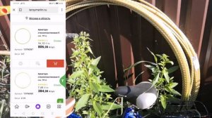 Опора для роз из леруа мерлен. Дуги для укрытия из Стекло пластиковой арматуры
