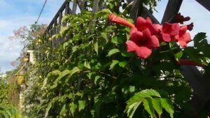 Кампсис северный (Campsis radicans)