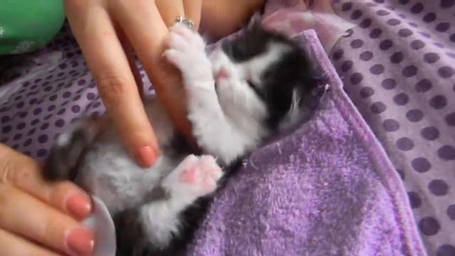 мама и чудесный котик смотреть онлайн