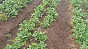 Сарпо Мира. Как она росла в 2023. Самый сложный сезон: заморозки, засуха, жуки