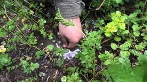 Коп в лесу порадовал. Мечта копателя сбылась! Кладоискатель Руся.