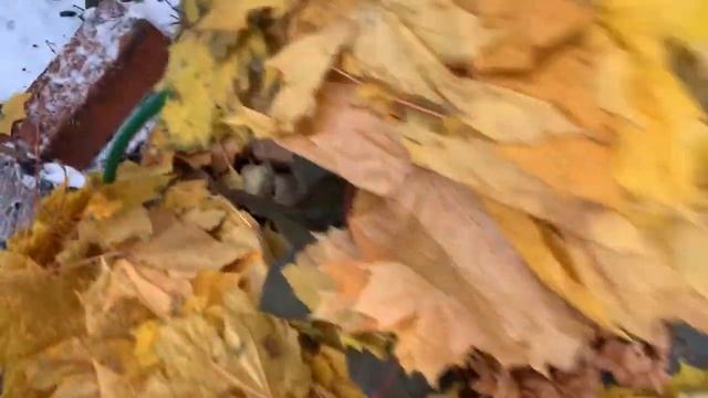 Дачный обзор 30 октября | укрываю крупнолистную гортензию смотреть онлайн