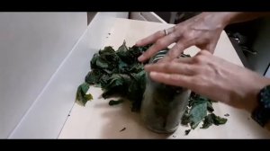 Ферментируем лист грецкого ореха ,просто и в домашних условиях.