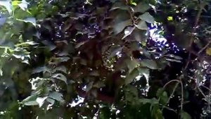 Дерево  Маклюра -  Обезьяний хлеб.