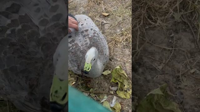 Уникальный Хрюкающий Куриный Гусь! Самая необычная птица. Ручная Птица хрюкает как свинья.