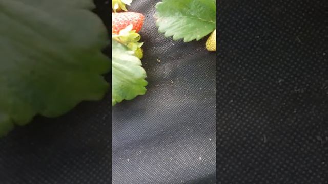 Крупноплодная клубника смотреть онлайн