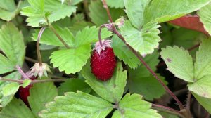 Ремонтантная земляника - Руяна альпийская.