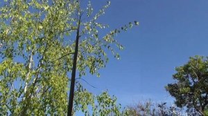 Бамбук морозостойкий. Часть 2 (1 мая пошли стрелы)