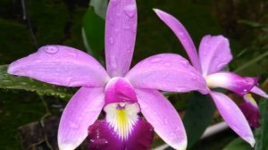 Cattleya violacea
