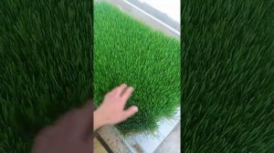 Гидропоника қазақша