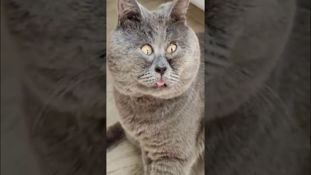 Смешные котики и собаки. Ржака до слёз. смотреть онлайн