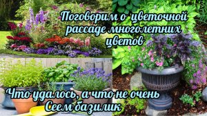 Поговорим  о цветочной рассаде многолетних цветов. Что удалось, а что не очень. Сажаю базилик.