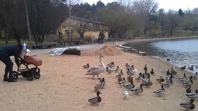 Кормление уток и лебедя. Сан. Криница Минское море