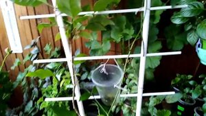 Мы снова на балконе. Пандорея жасминовидная