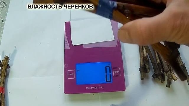 Хранение черенков винограда. Изменение влажности при хранении и вымачивании.