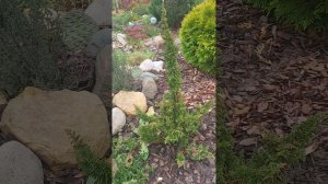 туя западная Малониана Холуб. Thuja occidentalis Maloniana Holub.Thuja occidentalis Mirjam.