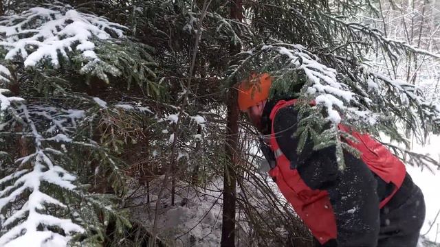 VLOG#17 Охота на кабана с лайками. Кабан рвёт собак, все раненые смотреть онлайн