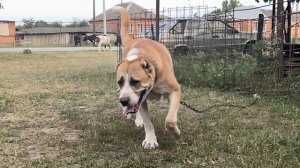 Кавказский Волкодав