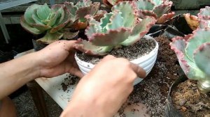 DUGONG SUCCULENTS (Echiveria Ruffles) CARE TIPS