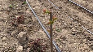 Гилас бак KGB усулунде  формировка черешни по системе KGB