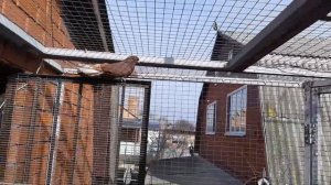 Племенные пары голубей сезона 2022. Красные генические. Breeding pairs of pigeons of the 2022 seaso