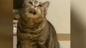 мемный кот рыгает но это разные звуки