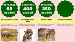 Сравнение: 50 САМЫХ РЕДКИХ ЖИВОТНЫХ в мире, которых осталось до нескольких особей