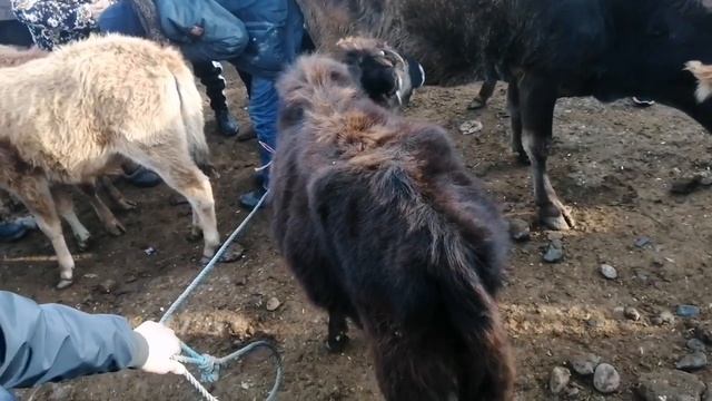 МОЛБОЗОР ШАХРИТУЗ КАТТА МОЛАР МАЙДА МОЛ НАРХЛАРИ КУРИНГИЗЛАР 05.02.2023 Г. смотреть онлайн