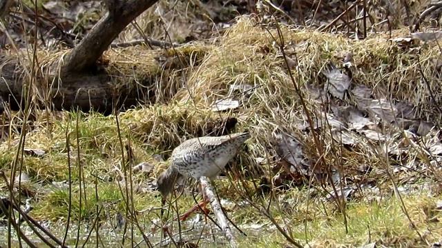 Красноножка кулик ТРАВНИК, Common Redshank смотреть онлайн