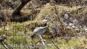 Красноножка кулик ТРАВНИК, Common Redshank