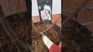 Обрезка метельчатой гортензии Ванила Фрайз