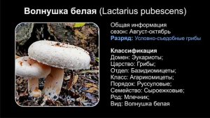 ГРИБЫ РЫЖИКИ И ВОЛНУШКИ