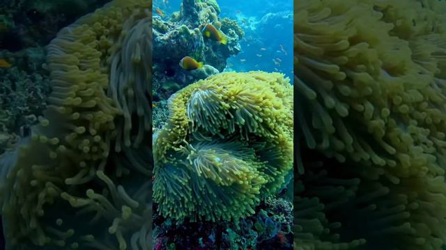 Maldives Under water #adventure #travel #asia #shark #traveldestinations #asia #underwater #travel