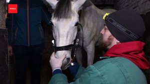 Как лошадям лечат зубы?