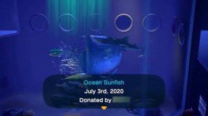 How to catch Ocean Sunfish in Animal Crossing: New Horizons