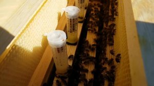 Выведение пчеломаток в клеточках