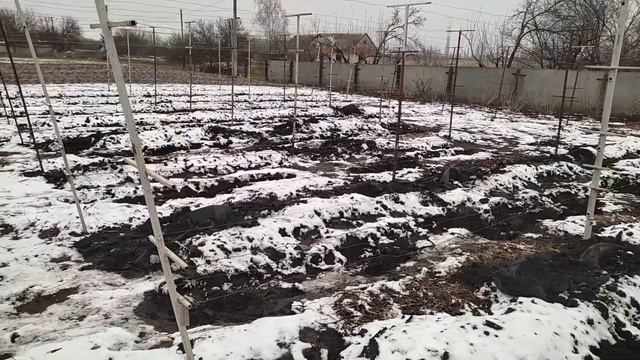 21 11 2022 Вкрили ожину та  навели лад на винограднику смотреть онлайн