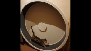 Беговое колесо для кошек, настенное. Беговой кототрек-тренажер на стену.