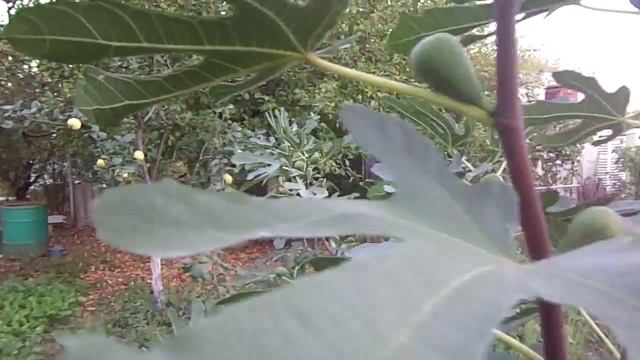 Инжир на даче г Харьков смотреть онлайн