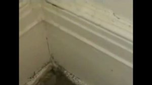 Специалисты о клопах