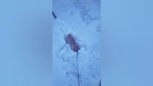 Собака 🐕 Собака и снег