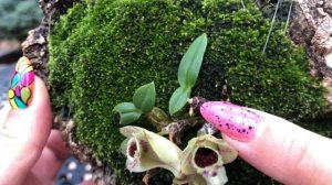 ОРХИДЕЯ Dendrobium hekouense!Самый миниатюрный дендробиум в моей коллекции.Цветение и уход.