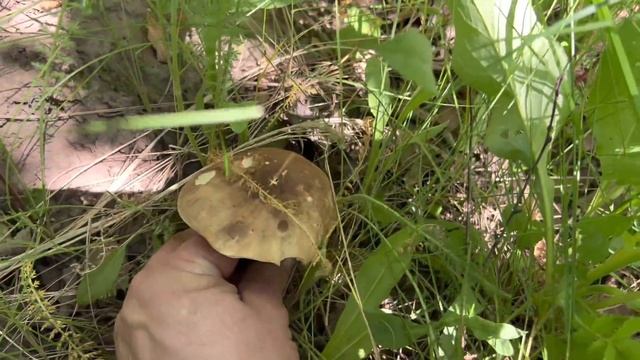 СЕВЕРНЫЙ ЦЕЗАРСКИЙ ГРИБ - ПОПЛАВОК ШАФРАННЫЙ и подберёзовики ! Грибное турне ! Грибы 2023 !