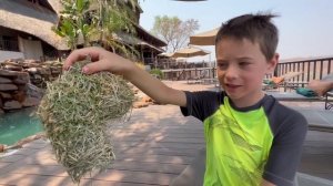 Kids eat GIANT WORMS on Wild Africa Safari Adventure!