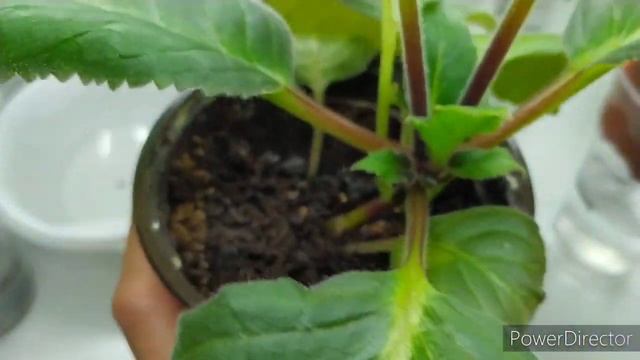 КАК ПЕРЕВЕСТИ ГЛОКСИНИЮ НА ФИТИЛЬНЫЙ ПОЛИВ смотреть онлайн