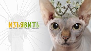 Изъявить | Экспресс чистка | Чистка животных