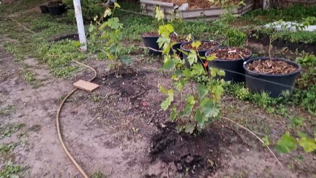 обработал виноград, что с ним случилось? почему он такой? смотреть онлайн