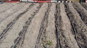 Автоматический полив грядок (огорода), многолетний