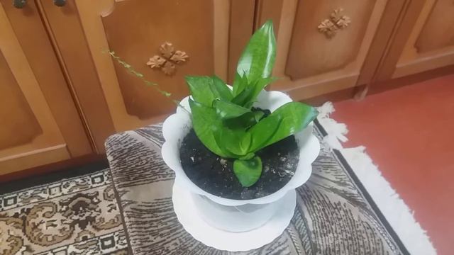 ЭТО ЧУДО РАСТЕНИЕ . ЧТО ЭТО И КАК ЕГО ЗОВУТ 🌐?! смотреть онлайн